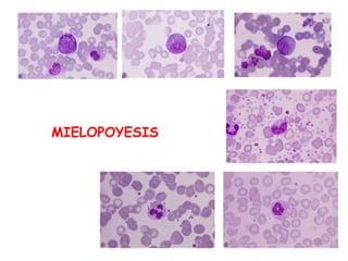 MIELOPOYESIS
 
