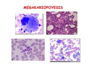 MEGAKARIOPOYESIS
 