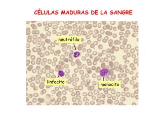 CÉLULAS MADURAS DE LA SANGRE
neutrófilo
monocito
linfocito
 