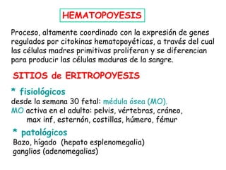 Proceso, altamente coordinado con la expresión de genes
regulados por citokinas hematopoyéticas, a través del cual
las células madres primitivas proliferan y se diferencian
para producir las células maduras de la sangre.
* fisiológicos
desde la semana 30 fetal: médula ósea (MO).
MO activa en el adulto: pelvis, vértebras, cráneo,
max inf, esternón, costillas, húmero, fémur
SITIOS de ERITROPOYESIS
* patológicos
Bazo, hígado (hepato esplenomegalia)
ganglios (adenomegalias)
HEMATOPOYESIS
 