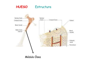 HUESO Estructura
Médula Ósea
 
