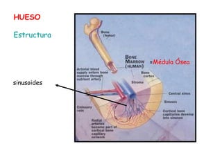 HUESO
Estructura
sinusoides
=Médula Ósea
 