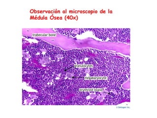Observación al microscopio de la
Médula Ósea (40x)
 