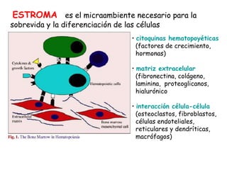 ESTROMA es el micraambiente necesario para la
sobrevida y la diferenciación de las células
• citoquinas hematopoyéticas
(factores de crecimiento,
hormonas)
• matriz extracelular
(fibronectina, colágeno,
laminina, proteoglicanos,
hialurónico
• interacción célula-célula
(osteoclastos, fibroblastos,
células endoteliales,
reticulares y dendríticas,
macrófagos)
 