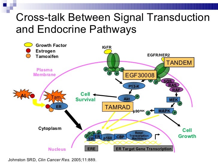 What is egfr in breast cancer