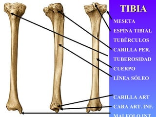 Tibia Linea miembro inferior huesos y articulaciones | PPT