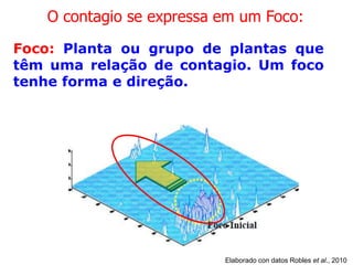 O contagio se expressa em um Foco:
Foco: Planta ou grupo de plantas que
têm uma relação de contagio. Um foco
tenhe forma e direção.

Elaborado con datos Robles et al., 2010

 