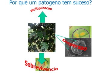 Por que um patogeno tem suceso?

 