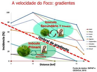 A velocidade do Foco: gradientes
100

Inoculo
Secundário + Primário
b)

Abril

60

Mayo
Junio

Julio
Agosto

40

Inóculo
Primario

Septiembre
Octubre

a)

b)

Incidencia (%)

a)

80

Noviembre
Anual

20
Inóculo
Secundario
0
0

30

60
Distance (km)

90

Fonte de dados: INIFAP e
CESVCol, 2010

 