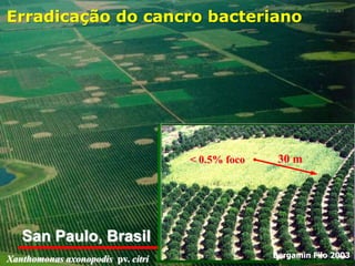 Erradicação do cancro bacteriano

< 0.5% foco

30 m

San Paulo, Brasil
Xanthomonas axonopodis pv. citri

Bergamin Filo 2003

 
