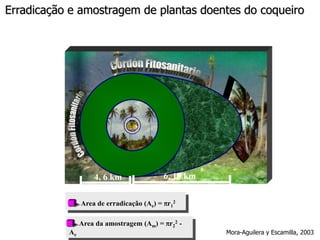 Erradicação e amostragem de plantas doentes do coqueiro

4, 6 km
13, 27 km

6, 10 km
80 km

Area de erradicação (Ae) = r12
Area da amostragem (Am) = r22 -

Ae

Mora-Aguilera y Escamilla, 2003

 