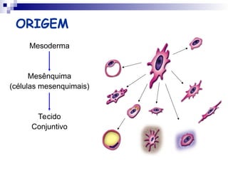 histologia do Tecido Conjuntivo e suas caracteristicas | PPT