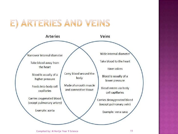Venn Diagram Of Arteries And Veins