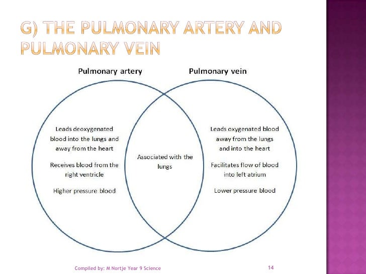 3 1 resp circulatory answer venn arteries veins and capillaries venn diagram