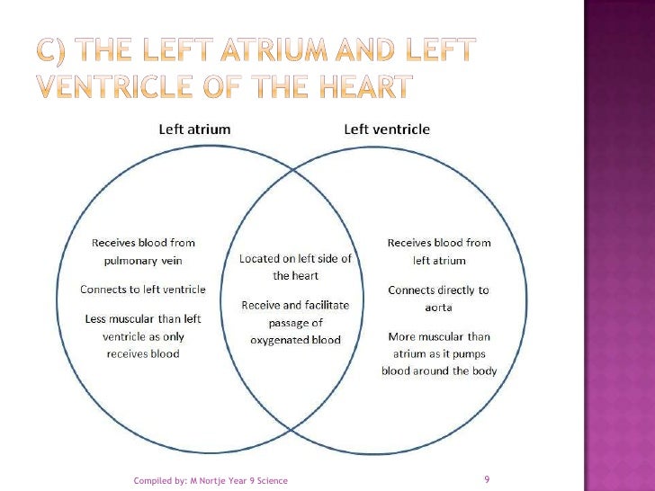 3.1 resp circulatory answer venn