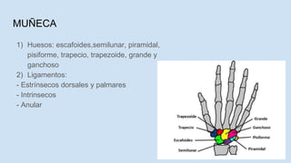 MUÑECA
1) Huesos: escafoides,semilunar, piramidal,
pisiforme, trapecio, trapezoide, grande y
ganchoso
2) Ligamentos:
- Estrínsecos dorsales y palmares
- Intrinsecos
- Anular
 