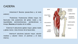 CADERA
· Anteriores flexores (psoas-ilíaco y al recto
anterior)
· Posteriores extensores (Glúteo mayor, los
fascículos más posteriores del glúteo medio y los
isquiotibiales semimembranoso, semitendinoso y
bíceps, flexores principales de la rodilla).
· Externos abductores (glúteo mayor, glúteo medio
y glúteo menor, más el tensor de la fascia lata).
· Internos aductores (aductor mayor, aductor
mediano y aductor menor, el pectíneo y el recto
interno).
 