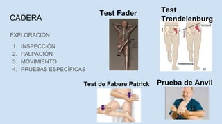 CADERA
EXPLORACIÓN
1. INSPECCIÓN
2. PALPACIÓN
3. MOVIMIENTO
4. PRUEBAS ESPECÍFICAS
Test
Trendelenburg
Test Fader
Prueba de Anvil
Test de Fabere Patrick
 