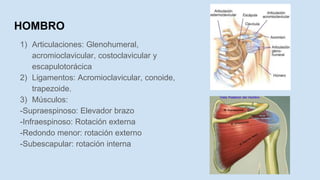 HOMBRO
1) Articulaciones: Glenohumeral,
acromioclavicular, costoclavicular y
escapulotorácica
2) Ligamentos: Acromioclavicular, conoide,
trapezoide.
3) Músculos:
-Supraespinoso: Elevador brazo
-Infraespinoso: Rotación externa
-Redondo menor: rotación externo
-Subescapular: rotación interna
 