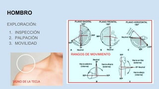 HOMBRO
EXPLORACIÓN:
1. INSPECCIÓN
2. PALPACIÓN
3. MOVILIDAD
RANGOS DE MOVIMIENTO
 