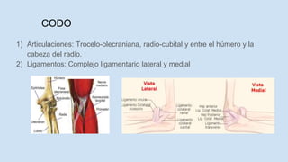CODO
1) Articulaciones: Trocelo-olecraniana, radio-cubital y entre el húmero y la
cabeza del radio.
2) Ligamentos: Complejo ligamentario lateral y medial
 