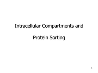 Intracellular Compartments and
Protein Sorting
1
 