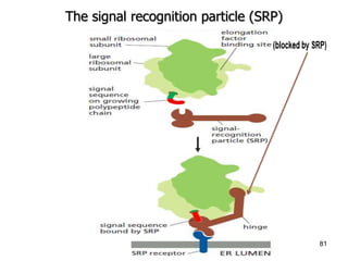 3-2-Intracellular Compartments & Protein Sorting.pptx