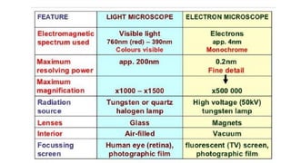 Scanning electron microscope (SEM), TEM | PDF