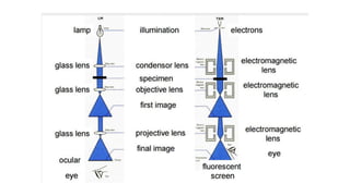 Scanning electron microscope (SEM), TEM | PDF