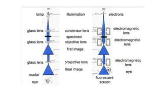 Scanning electron microscope (SEM), TEM | PDF