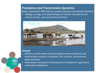 CGIAR Antimicrobial Resistance Hub