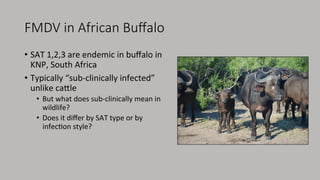 FMDV in African Buﬀalo 
•  SAT	1,2,3	are	endemic	in	buﬀalo	in	
KNP,	South	Africa	
•  Typically	“sub-clinically	infected”	
...