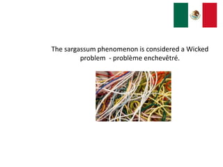 The sargassum phenomenon is considered a Wicked
problem - problème enchevêtré.
 