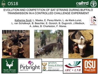 OS18
Open Session of the EuFMD - Cascais –Portugal 26-28 October 2016
EVOLUTION AND COMPETITION OF SAT STRAINS DURING BUFFALO
TRANSMISSION IN A CONTROLLED CHALLENGE EXPERIMENT
Katherine Scott, L. Maake, E. Perez-Martin, L. de Klerk-Lorist,
L. van Schalkwyk, B. Beechler, E. Gorsich, B. Dugovich, J.Medlock,
A. Jolles, B. Charleston, F. Maree.
 