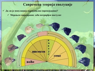 Савремена теорија еволуције
 Да ли је популација варијабилна (променљива)?
 Мерењем маркираних зеба потрврђен постулат
 
