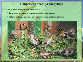 Савремена теорија еволуције
 Да ли је нека од варијација наследна?
 Родитељи остављају потомство које личи на њих
 Зебе са дебљим кљуном дају потомство са дебљим кљуном
 