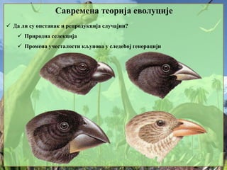 Савремена теорија еволуције
 Да ли су опстанак и репродукција случајни?
 Природна селекција
 Промена учесталости кљунова у следећој генерацији
 