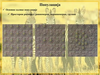  Основне одлике популације
 Просторни распоред: равномеран, неравномеран, групни
Популација
 