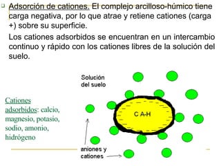  Adsorción de cationes. El complejo arcilloso-húmico tiene
carga negativa, por lo que atrae y retiene cationes (carga
+) sobre su superficie.
Los cationes adsorbidos se encuentran en un intercambio
continuo y rápido con los cationes libres de la solución del
suelo.
Cationes
adsorbidos: calcio,
magnesio, potasio,
sodio, amonio,
hidrógeno
 