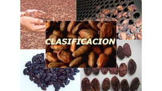 Presentation Post-Harvest Cacao / Cacao Sector