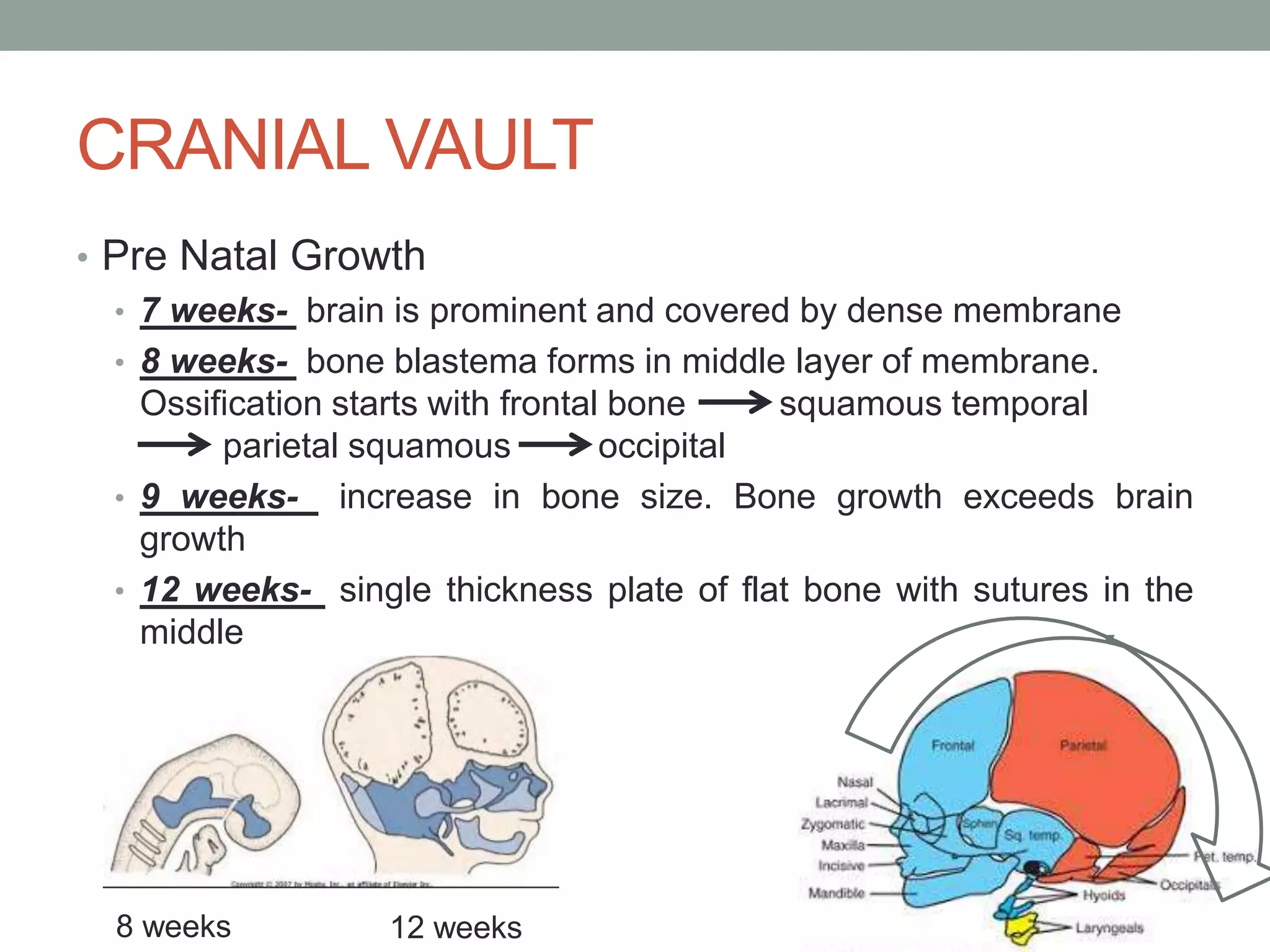 3. cranio facial development | PPTX | Pregnancy | Reproductive Health