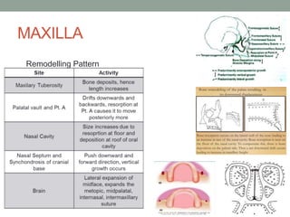 MAXILLA
Remodelling Pattern
 
