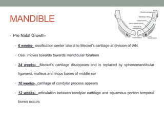 MANDIBLE
• Pre Natal Growth-
• 6 weeks- ossification center lateral to Meckel’s cartilage at division of IAN
• Ossi. moves towards towards mandibular foramen
• 24 weeks- Meckel’s cartilage disappears and is replaced by sphenomandibular
ligament, malleus and incus bones of middle ear
• 10 weeks- cartilage of condylar process appears
• 12 weeks- articulation between condylar cartilage and squamous portion temporal
bones occurs
 