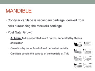 MANDIBLE
• Condylar cartilage is secondary cartilage, derived from
cells surounding the Meckel’s cartilage
• Post Natal Growth
• At birth- Md is seperated into 2 halves, seperated by fibrous
articulation
• Growth is by endochondral and periosteal activity
• Cartilage covers the surface of the condyle at TMJ
 