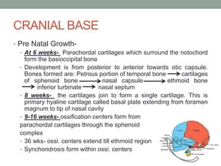 CRANIAL BASE
• Pre Natal Growth-
• At 6 weeks- Parachordal cartilages which surround the notochord
form the basioccipital bone
• Development is from posterior to anterior towards otic capsule.
Bones formed are: Petrous portion of temporal bone cartilages
of sphenoid bone nasal capsule ethmoid bone
inferior turbinate nasal septum
• 8 weeks- the cartilages join to form a single cartilage. This is
primary hyaline cartilage called basal plate extending from foramen
magnum to tip of nasal cavity
• 9-16 weeks- ossification centers form from
parachordal cartilages through the sphenoid
complex
• 36 wks- ossi. centers extend till ethmoid region
• Synchondrosis form within ossi. centers
 