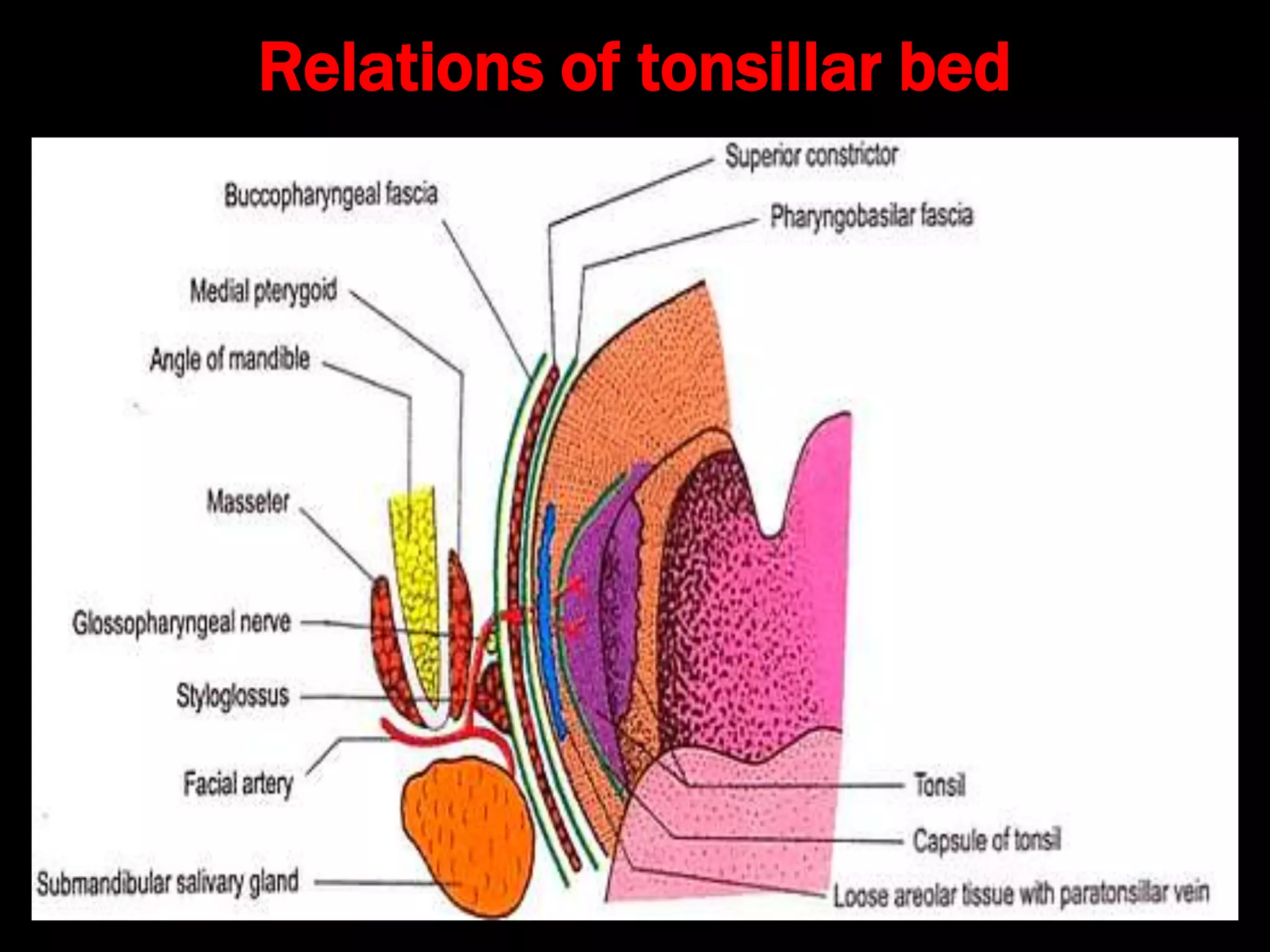 Relations of tonsillar bed
 
