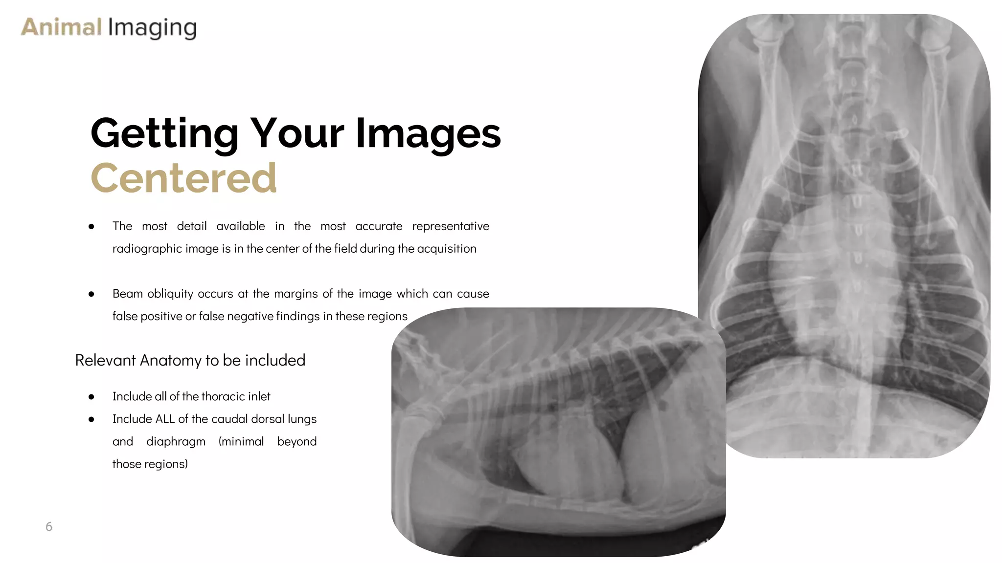 Optimizing Small Animal Thoracic Radiographs | PPT