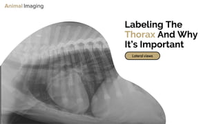 Optimizing Small Animal Thoracic Radiographs | PPT