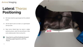 Optimizing Small Animal Thoracic Radiographs | PPT