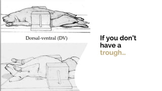 Optimizing Small Animal Thoracic Radiographs | PPT